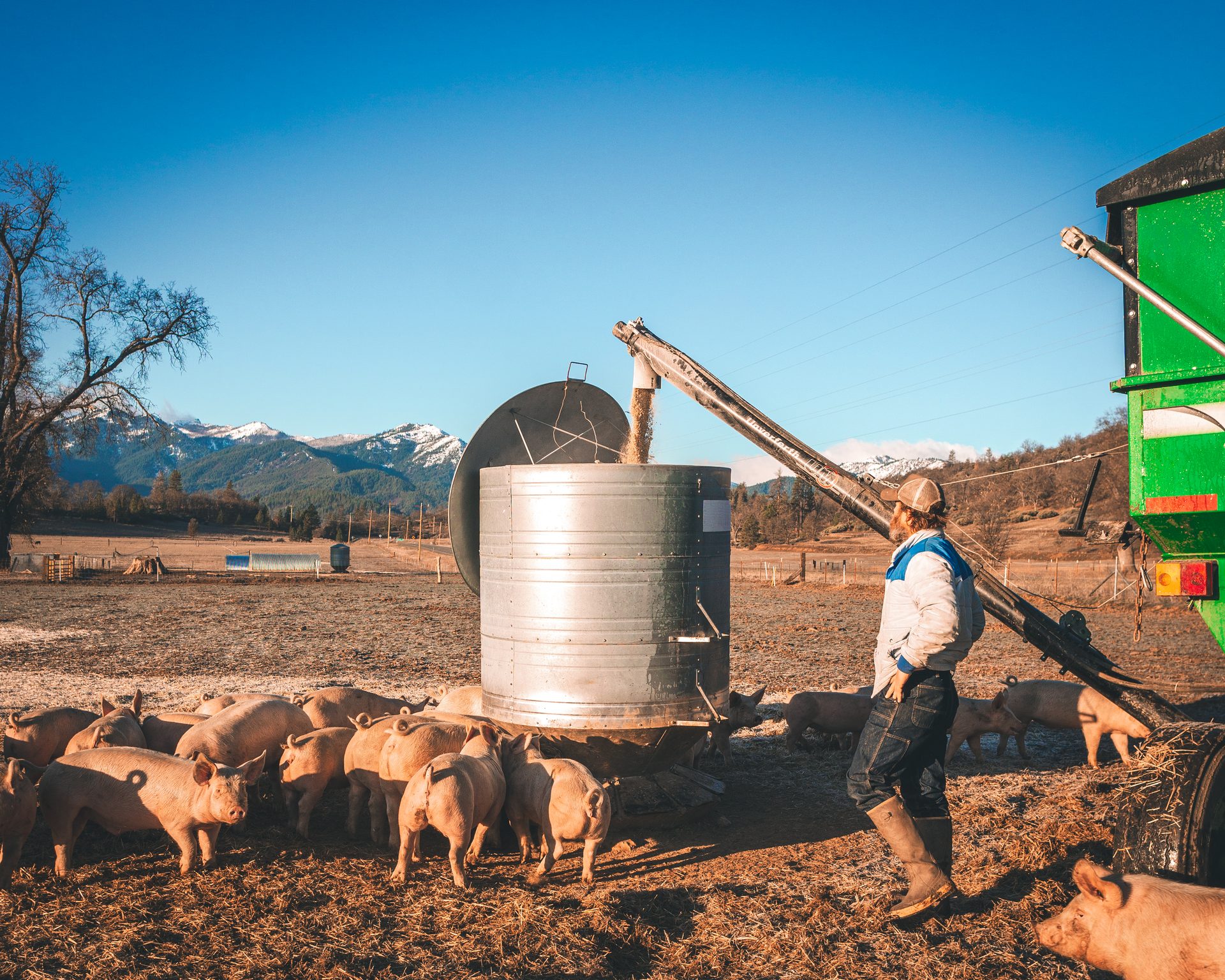 Pigs on pasture with feed wagon and mountains